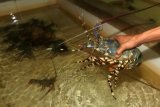 Pekerja mengangkat seekor lobster di tempat penampungan dan penangkaran di Banda Aceh, Aceh, Rabu (13/1). Kementerian Kelautan dan Perikanan berupaya memulihkan populasi lobster melalui pengelolaan sumber daya dengan pemulihan stok dan konservasi sumber daya melalui penebaran ulang sehingga populasi lobster di Indonesia yang diperkirakan hanya tersisa 300 ton dapat meningkat. (ANTARA FOTO/Irwansyah Putra/kye/16.