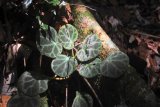 Spesies begonia baru ditemukan di Sumatera Utara