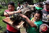 Dua buaya terperangkap di saluran irigasi Kuansing