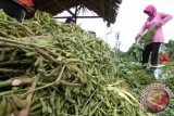 Sejumlah petani memindahkan daun pada kacang kedelai muda di Desa Blang Putek, Kecamatan Padang Tiji, Pidie, Aceh, Minggu (17/1). Dari pada menunggu kacang kedelai kering para petani di kawasan tersebut lebih memilih memanen kacang kedelai muda karena lebih menguntungkan yang dijual Rp. 5.000 per kilogram. ANTARA FOTO/Syifa Yulinnas/ama/16.