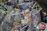 Monyet ekor panjang (Macaca fascicularis) bermain di pegununan Lhoknga, Kabupaten Aceh Besar, Jumat (29/1). Jenis binatang primata yang penyebarannya sangat luas itu mulai berimigrasi ke kawasan pinggir jalan negara atau pemukiman penduduk untuk mendapatkan makanan, karena kondisi hutan di daerah itu semakin rusak akibat penebangan liar. ACEH.ANTARANEWS.COM/Ampelsa/16
