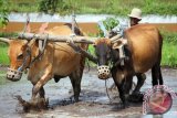 Petani membajak sawah menggunakan bajak tradisional yang ditarik sepasang lembu/sapi di Blitar, Jawa Timur, Jumat (29/1). Penggunaan bajak tradisional untuk mengaduk unsur hara dalam petak-petak sawah menjelang masa cocok tanam padi saat ini terus menyusut seiring berkembangnya tekonologi bajak modern bermesin diesel. Antara Jatim/Foto/Destyan Sujarwoko/zk/16