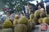 Penjual durian lokal menunggu pembeli di pasar Pagotan, Kabupaten Madiun, Jawa Timur, Sabtu (30/1). Di pasar tersebut puluhan pedagang menerima durian dari para petani durian Madiun dan bakul untuk selanjutnya dijual lagi kepada konsumen dan pedagang dengan harga antara Rp15.000-Rp50.000 perbuah untuk dijual ke kota. Antara Jatim/Foto/Siswowidodo/zk/16