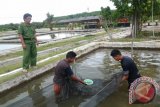 Kepala UPT Balai Benih Ikan Desa Kambitin Kabupaten Tabalong Elzam Fikri mengawasi para siswa magang yang menyortir benih ikan betok, di Tanjung, Senin (1/2). Selain ikan betok, Balai Benih Ikan juga mengembangkan benih ikan patin, lele jumbo dan biawan.Foto:Antara/Herlina Lasmianti/f)