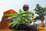 Seorang petani menunjukkan tanaman sayuran okra di lahan pertanian di Kelurahan Sumbersari, Kecamatan Sumbersari, Kabupaten Jember, Jatim, Senin (1/2). Sayuran okra merupakan salah satu komoditas PT Mitra Tani Dua Tujuh yang diekspor ke Jepang, selain kedelai edamame. Antarajatim/ Zumrotun Solichah/16