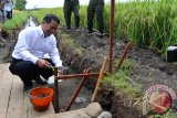 Menteri Pertanian Andi Amran Sulaiman meletakkan batu pertama perbaikan jaringan irigasi di Desa Rambigundam, Rambipuji, Jember, Jawa Timur, Rabu (3/2). Kementerian Pertanian memperbaiki sejumlah jaringan irigasi pertanian di Indonesia yang awalnya hanya berdinding tanah diperbaiki dengan cara disemen agar lebih kuat dan baik guna mendukung peningkatan produktivitas pertanian.  Antara Jatim/Seno/16.