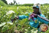 Seorang petani memanen sayur terong ungu atau terung (Solanum melongena) di Desa Paowan, Panarukan, Situbondo, Jawa Timur, Sabtu (6/2). Selama musim hujan harga terong ungu turun dari Rp6.000 menjadi Rp4.000/Kg, karena melimpahnya hasil panen aneka macam sayur-mayur disejumlah daerah.   
Antara Jatim/Seno/zk/16.