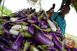 Seorang petani memanen sayur terong ungu atau terung (Solanum melongena) di Desa Paowan, Panarukan, Situbondo, Jawa Timur, Sabtu (6/2). Selama musim hujan harga terong ungu turun dari Rp6.000 menjadi Rp4.000/Kg, karena melimpahnya hasil panen aneka macam sayur-mayur disejumlah daerah.   
Antara Jatim/Seno/16.