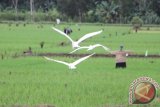 Sejumlah burung bangau kuntul terbang rendah di atas areal persawahan di Munjungam, Tulungagung, Jawa Timur, Jumat (5/2). Populasi kuntul di daerah itu terus menyusut seiring meningkatnya aktivitas perburuan liar di kawasan pesisir selatan Jatim. Antara Jatim/Foto/Destyan Sujarwoko/zk/16