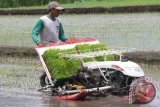 Petani menguji coba mesin penanam padi (transplanter) di areal persawahan di Blitar, Jawa Timur, Senin (8/2). Penggunaan mesin tanam padi di daerah tersebut tergolong baru dan diklaim lebih efisien dibanding cara bercocok tanam tradisional atau menggunakan tenaga manusia, karena waktu pengerjaannya lebih cepat. Antara Jatim/Foto/Destyan Sujarwoko/16