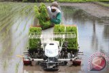 Petani menguji coba mesin penanam padi (transplanter) di areal persawahan di Blitar, Jawa Timur, Senin (8/2). Penggunaan mesin tanam padi di daerah tersebut tergolong baru dan diklaim lebih efisien dibanding cara bercocok tanam tradisional atau menggunakan tenaga manusia, karena waktu pengerjaannya lebih cepat. Antara Jatim/Destyan Sujarwoko/zk/16