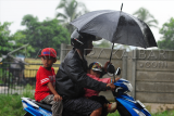 Seorang pengendara motor bersama dua anak membawa payung saat menembus hujan di jalan raya Jungkat, Kabupaten Mempawah, Kalbar, Senin (8/2). Hujan yang turun pada hari pertama perayaan Imlek, dipercaya oleh masyarakat Tionghoa akan membawa rejeki berlimpah dan keberuntungan di tahun baru. (Foto Jessica Helena Wuysang)