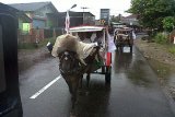 Pendiri dan Penanggung Jawa Organisasi Balad Ade Dasep Siap Turun (Baldatun) Center, Ade Dasep Zaenal Abidin menggunakan nayor atau delman sebagai kendaraan khas Sukabumi Utara menuju lokasi deklarasi organisasi Baldatun Center di TPU Bantarmuncang di Kecamatan Cibadak, Kabupaten Sukabumi. (Foto Humas Baldatun Center).