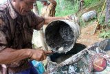 Penyadap mengais sisa getah pinus hasil sadapan selama sebulan di pinggiran hutan Kampak-Munjungan, Trenggalek, Jawa Timur, Rabu (10/2). Sejumlah penyadap mengeluhkan penurunan volume produksi getah pinus hingga kisaran 30 persen selama penghujan, dari biasanya mencapai 2,9 ton per bulan pada saat musim kering menjadi hanya 2 ton saat penghujan dengan harga jual getah Rp3.600 per kilogram. Antara Jatim/Foto/Destyan Sujarwoko/zk/16