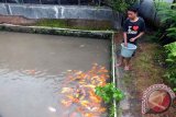 Seorang peternak memberi makan benih ikan di Balai Benih Ikan Rambigundam, Kecamatan Rambipuji, Kabupaten Jember, Jawa Timur, Sabtu (13/2). Balai benih ikan yang dikelola Dinas Peternakan, Perikanan dan Kelautan Jember itu mampu memproduksi 3 juta benih ikan setiap tahun untuk berbagai jenis ikan. Antarajatim/Zumrotun Solichah/zk/16