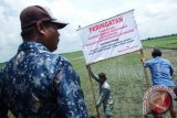 Puluhan warga merusak tanaman padi di TKD (tanah khas desa) yang masih dikuasai mantan kepala dusun di Desa Pucangsimo, Bandar Kedungmulyo, Jombang, Jawa Timur, Rabu (17/2). Warga desa setempat menuntut tanah tersebut dikembalikan lagi ke Pemerintah Desa. Antara Jatim/Syaiful Arif/zk/16