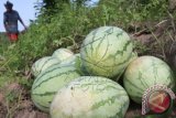 Petani memanen buah semangka di kebun miliknya di lereng gunung Desa Paya Bili Satu, Kecamatan Peudawa, Aceh Timur, Aceh, Jumat (19/2). Menurut petani setempat, memasuki musim panen, harga buah semangka turun dari sebelumnya Rp.2.800 per kilogram menjadi Rp. 1.800 per kilogram karena stok yang berlimpah di pasaran. ANTARA FOTO/Syifa Yulinnas/ama/16.