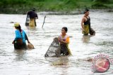 Sejumlah warga berburu ikan di tambak yang disediakan untuk menggelar Tradisi Bongkar Pagong di Desa Cipta Karya, Kecamatan Sungai Betung, Kabupaten Bengkayang, Kalbar, Sabtu (20/2). Tradisi Bongkar Pagong yang diikuti masyarakat setempat dan digelar setiap tujuh atau delapan bulan sekali tersebut, merupakan rangkaian dari kegiatan panen raya di daerah itu. (Foto Jessica Helena Wuysang)