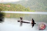 170.000 Benih Ikan Ditebar di Lindu dan Bolano