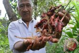 Didit Jayadi memperlihatkan Jahe Merah (Zingiber officinale) usai dipanen di Kelurahan Kebonsari, Sumbersari, Jember, Jawa Timur, Senin (22/2). Menurutnya jahe merah mudah ditanam dengan perawatan minim biaya dengan harga jual Rp25.000 per kg yang bermanfaat untuk pengobatan dan bumbu masakan. Antara Jatim/Seno/zk/16.