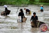 Sejumlah warga berburu ikan di tambak yang disediakan untuk menggelar Tradisi Bongkar Pagong di Desa Cipta Karya, Kecamatan Sungai Betung, Kabupaten Bengkayang, Kalbar, Sabtu (20/2). Tradisi Bongkar Pagong yang diikuti masyarakat setempat dan digelar setiap tujuh atau delapan bulan sekali tersebut, merupakan rangkaian dari kegiatan panen raya di daerah itu. ( Foto Jessica Helena Wuysang)