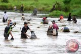 Sejumlah warga berburu ikan di tambak yang disediakan untuk menggelar Tradisi Bongkar Pagong di Desa Cipta Karya, Kecamatan Sungai Betung, Kabupaten Bengkayang, Kalbar, Sabtu (20/2). Tradisi Bongkar Pagong yang diikuti masyarakat setempat dan digelar setiap tujuh atau delapan bulan sekali tersebut, merupakan rangkaian dari kegiatan panen raya di daerah itu. ( Foto Jessica Helena Wuysang ).