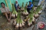Pedagang menggelar talas bentul khas Madura (Colocasia esculenta) di Pasar Kolpajung, Pamekasan, Jatim, Selasa (23/2). Umbi-umbian musiman yang dapat dijadikan berbagai olahan itu dihargai Rp4.000 hingga Rp60.000 per buah tergantung ukuran. Antara Jatim/Foto/Saiful Bahri/zk/16
