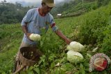 Petani memanen kubis di perkebunan kubis Sarangan, Magetan, Jawa Timur, Rabu (24/2). Akibat curah hujan yang cukup tinggi di wilayah itu dan permintaan masyarakat yang menurun menyebabkan harga kubis di tingkatan petani turun menjadi Rp2.000 per kg yang sebelumnya mencapai Rp5.000 per kg. Antara Jatim/Siswowidodo/Zk/16