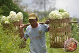 Petani memanen kubis di perkebunan kubis Sarangan, Magetan, Jawa Timur, Rabu (24/2). Akibat curah hujan yang cukup tinggi di wilayah itu dan permintaan masyarakat yang menurun menyebabkan harga kubis di tingkatan petani turun menjadi Rp2.000 per kg yang sebelumnya mencapai Rp5.000 per kg. Antara Jatim/Siswowidodo/Zk/16