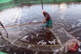 Pekerja memanen udang vaname (litopenaeus vannamei) di areal tambak udang air payau di pesisir Pantai Blado, Trenggalek, Jawa Timur, Rabu (24/2). Nelayan terpaksa memanen awal udang vaname hasil budidaya perikanan air payau mereka karena memperkirakan harga komoditas udang putih tersebut bakal turun antara Rp5 ribu hingga Rp7 ribu per kilogram, dari saat ini di kisaran Rp97 ribu menjadi Rp90 ribu per kilogram. Antara Jatim/Destyan Sujarwoko/zk/16