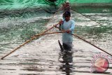 Pekerja memanen udang vaname (litopenaeus vannamei) di areal tambak udang air payau di pesisir Pantai Blado, Trenggalek, Jawa Timur, Rabu (24/2). Nelayan terpaksa memanen awal udang vaname hasil budidaya perikanan air payau mereka karena memperkirakan harga komoditas udang putih tersebut bakal turun antara Rp5 ribu hingga Rp7 ribu per kilogram, dari saat ini di kisaran Rp97 ribu menjadi Rp90 ribu per kilogram. Antara Jatim/Destyan Sujarwoko/zk/16