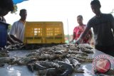 Pekerja memanen udang vaname (litopenaeus vannamei) di areal tambak udang air payau di pesisir Pantai Blado, Trenggalek, Jawa Timur, Rabu (24/2). Nelayan terpaksa memanen awal udang vaname hasil budidaya perikanan air payau mereka karena memperkirakan harga komoditas udang putih tersebut bakal turun antara Rp5 ribu hingga Rp7 ribu per kilogram, dari saat ini di kisaran Rp97 ribu menjadi Rp90 ribu per kilogram. Antara Jatim/Destyan Sujarwoko/zk/16