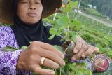 Petani melakukan pembibitan strawberry dengan teknik sulur (mengambil dari tunas akar tanaman) di perkebunan strawberry Magetan, Jawa Timur, Rabu (24/2). Bibit tanaman strawberry tersebut sebagian ditanaman guna perluasan tanaman di kebun sendiri dan sebagian lagi dijual dengan harga antara Rp5.000 – Rp7.500 perbibit. Antara Jatim/Siswowidodo/zk/16 