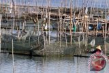 Nelayan membersihkan kawasan keramba budi daya pembibitan ikan kerapu di kawasan Waduk, Lhokseumawe, Provinsi Aceh, Kamis (25/2). Hasil budi daya ikan kerapu hidup di kawasan itu menembus pasar ekspor Hongkong senilai Rp350.000 per kg, selain untuk memenuhi permintaan pasar dalam negeri senilai Rp95.000 hingga Rp110.000 per kg. ANTARA FOTO/Rahmad/wdy/16.