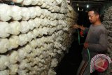 Petani merawat jamur tiram (Pleurotus Ostreatus) tanamanya di Banyuwangi, Jawa Timur, Kamis (25/2). Usaha budi daya jamur tiram merupakan salah satu peluang bisnis yang menjanjikan, kerena mudah dipelajari cara menanamnya dan juga harganya cukup stabil dikisaran Rp12 ribu hingga Rp18 ribu per kilogramnya. Antara Jatim/Budi Candra Setya/zk/16.