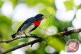 Seekor burung Cabai panggul kelabu (Dicaeum celebicum) mencari makan di pepohonan di Benteng Otanaha, Kota Gorontalo, Rabu (24/2). Burung Cabai panggul merah merupakan jenis burung endemik Sulawesi yang menghuni hutan primer dan sekunder. ANTARA FOTO/Adiwinata Solihin.