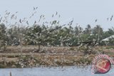 Ribuan burung camar laut terbang di kawasan tambak milik warga di Desa Keude Bagok Dua, Kecamatan Nurussalam, Aceh Timur, Aceh, Jumat (26/2). Petani tambak mengeluh keberadaan burung camar laut sebagai hama karena memakan ikan yang ada di area tambak. ANTARA FOTO/Syifa Yulinnas/wdy/16 .