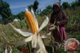 Petani mengupas jagung lokal agar kering sebelum dipanen di desa Peltong , Larangan, Pamekasan, Jatim, Jumat (26/2). Sebagian besar petani di Madura masih bertahan menanam jagung lokal selain karena berkualitas ekspor,  jagung lokal Madura harganya lebih tinggi dibanding jagung jenis lainnya.  Antara Jatim/Foto/Saiful Bahri/16