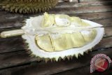 Pedagang menjajakan Buah Durian manis di kawasan Sekolah Alam sungai/bendung Katulampa, Bogor, Jawa Barat. Permintaan buah durian biasanya meningkat mada menjelang hari libur, dan perayaan hari-hari besar. (ANTARA FOTO/M.Tohamaksun/Dok).