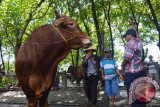 Pedagang sapi melakukan transaksi di Pasar Hewan Kota Madiun, Jawa Timur, Minggu (28/2). Pemerintah melalui Kementerian Pertanian menargetkan produksi daging sapi atau kerbau pada 2016 sebanyak 0,59 juta ton. Antara Jatim/Foto/Siswowidodo/zk/16