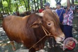 Pedagang sapi melakukan transaksi di Pasar Hewan Kota Madiun, Jawa Timur, Minggu (28/2). Pemerintah melalui Kementerian Pertanian menargetkan produksi daging sapi atau kerbau pada 2016 sebanyak 0,59 juta ton. Antara Jatim/Foto/Siswowidodo/16