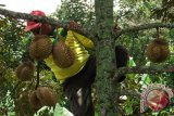 Petani memanen durian di Wonosalam, Jombang, Jawa Timur, Minggu (28/2). Durian lokal tersebut dijual dengan harga Rp 20 ribu - Rp 130 ribu per buah sedangkan untuk durian bido khas wonosalam dijual Rp 70 ribu - Rp 100 ribu per buah. Antara Jatim/Syaiful Arif/zk/16