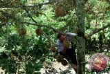 Warga memilih durian langsung diatas pohonnya di kebun yang dijadikan wisata petik buah durian di Wonosalam, Jombang, Jawa Timur, Minggu (28/2). Saat musim panen kampung durian di wonosalam banyak dikunjungi masyarakat yang ingin menikmati wisata petik buah durian. Antara Jatim/Syaiful Arif/zk/16