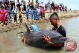 Warga melihat seekor Lumba-lumba yang terdampar dan ditempatkan sementara di areal tambak bekas petani garam di Desa Jambo Masjid, Kecamatan Blang Mangat, Lhokseumawe, Aceh, Minggu (28/2). Mamalia laut tersebut ditemukan warga setempat terdampar pada Sabtu (27/2) dalam kondisi yang lemah. ANTARA FOTO/Rahmad/kye/16