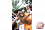 Direktur Yayasan Inisiasi Alam Rehabilitasi Indonesia (YIARI) Ketapang, dr Karmele Sanchez menggendong satu individu Orangutan betina, Jamila (4 tahun) saat dievakuasi dari rumah warga yang memeliharanya di Desa Manis Mata, Kecamatan Manis Mata, Kabupaten Ketapang, Kalimantan Barat, Rabu (24/2). Jamila yang ditemukan tim medis YIARI Ketapang dalam keadaan dirantai menggunakan gembok tersebut, pada kesehariannya selalu mengkonsumsi menu manusia seperti kopi, teh dan nasi yang diberikan pemiliknya. (Foto HUMAS YIARI-HERIBERTUS/jhw).