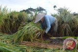 Pekerja menegakkan dan mengikat tanaman padi yang roboh akibat diterjang angin, di Desa Metesih, Kecamatan Jiwan, Kabupaten Madiun, Jawa Timur, Selasa (1/3). Akibat diterjang angin yang menyertai hujan Minggu dan Senin (28-29/2), ribuan hektar tanaman padi rata-rata berumur antara 60-70 hari di wilayah Madiun roboh sehingga petani menderita kerugian untuk membayar tenaga kerja Rp60 ribu perorang perhari dan kerusakan sebagian tanaman. Antara Jatim/Foto/Siswowidodo/zk/16