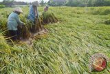 Pekerja menegakkan dan mengikat tanaman padi yang roboh akibat diterjang angin, di Desa Metesih, Kecamatan Jiwan, Kabupaten Madiun, Jawa Timur, Selasa (1/3). Akibat diterjang angin yang menyertai hujan Minggu dan Senin (28-29/2), ribuan hektar tanaman padi rata-rata berumur antara 60-70 hari di wilayah Madiun roboh sehingga petani menderita kerugian untuk membayar tenaga kerja Rp60 ribu perorang perhari dan kerusakan sebagian tanaman. Antara Jatim/Foto/Siswowidodo/zk/16