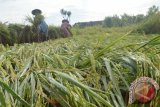 Pekerja menegakkan dan mengikat tanaman padi yang roboh akibat diterjang angin, di Desa Metesih, Kecamatan Jiwan, Kabupaten Madiun, Jawa Timur, Selasa (1/3). Akibat diterjang angin yang menyertai hujan Minggu dan Senin (28-29/2), ribuan hektar tanaman padi rata-rata berumur antara 60-70 hari di wilayah Madiun roboh sehingga petani menderita kerugian untuk membayar tenaga kerja Rp60 ribu perorang perhari dan kerusakan sebagian tanaman. Antara Jatim/Foto/Siswowidodo/zk/16