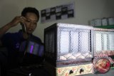 Wawan, menunjukkan cara kerja perangkap nyamuk berbasis gelombang audio sonik yang dibuat bersama rekan-rekannya di kelurahan Lowokwaru, Malang, Jawa Timur, Rabu (2/3). Inovasi perangkap nyamuk ramah lingkungan tersebut hanya menggunakan listrik sebesar 15 watt dan tidak memakai gelombang listrik sehingga aman bagi bayi. Antara jatim/Ari Bowo Sucipto/zk/16.