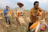 Kabid Tanaman Pangan Dinas Pertanian Provinsi Sumatera Utara, John Albertson Sinaga (kanan) Direktur PT Samudera Surpluss Devy Sukendro (kiri) bersama petani memetik jagung hibrida Supra-1 pada panen perdana, Desa Klambir V, Deli Serdang, Sumatera Utara, Jumat (4/3). Jagung dari benih hibrida Supra-1 tersebut untuk membantu petani yang memiliki lahan yang tingkat kesuburannya kurang (marjinal) dengan umur panen 97-102 hari. ANTARA SUMUT/Irsan Mulyadi/16